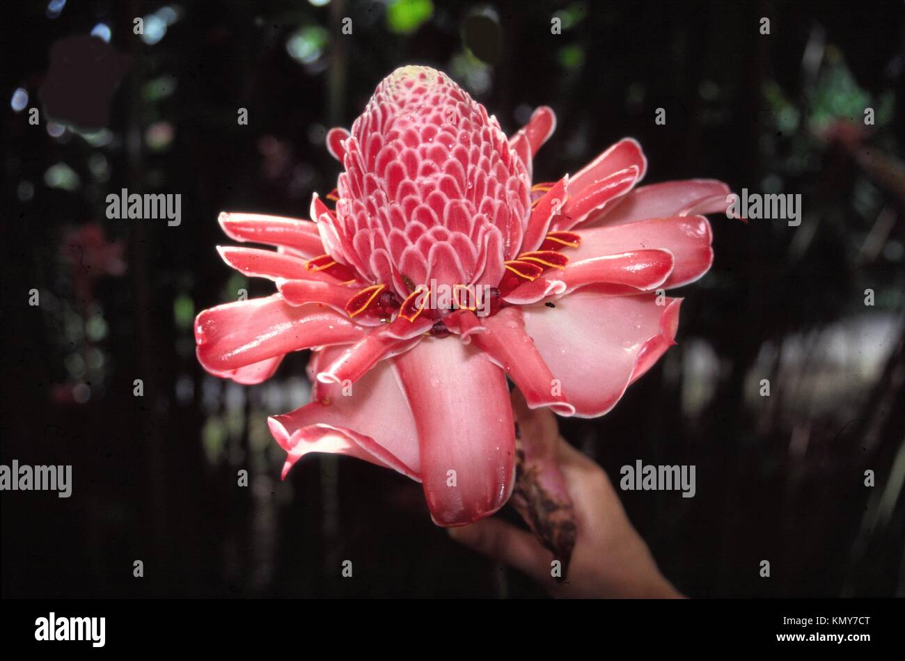 Rosa de porcelana, plantas y flores tropicales nativas de Malasia bot:  Etlingera elatior Fam: Zingiberaceae Fotografía de stock - Alamy