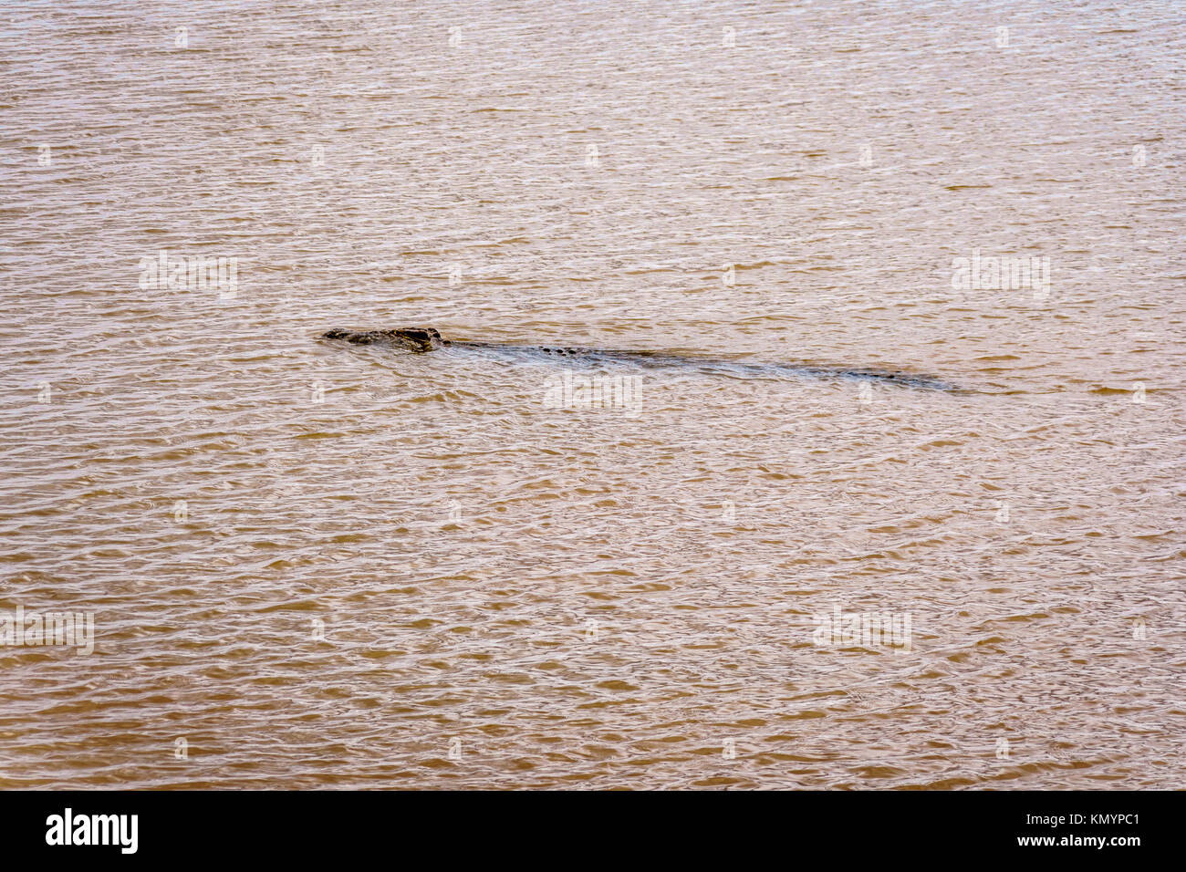 Gran piscina de cocodrilos en el río Olifants cerca del Parque Kruger y Phalaborwa en la frontera entre las provincias de Mpumalanga y Limpopo en Sudáfrica Foto de stock