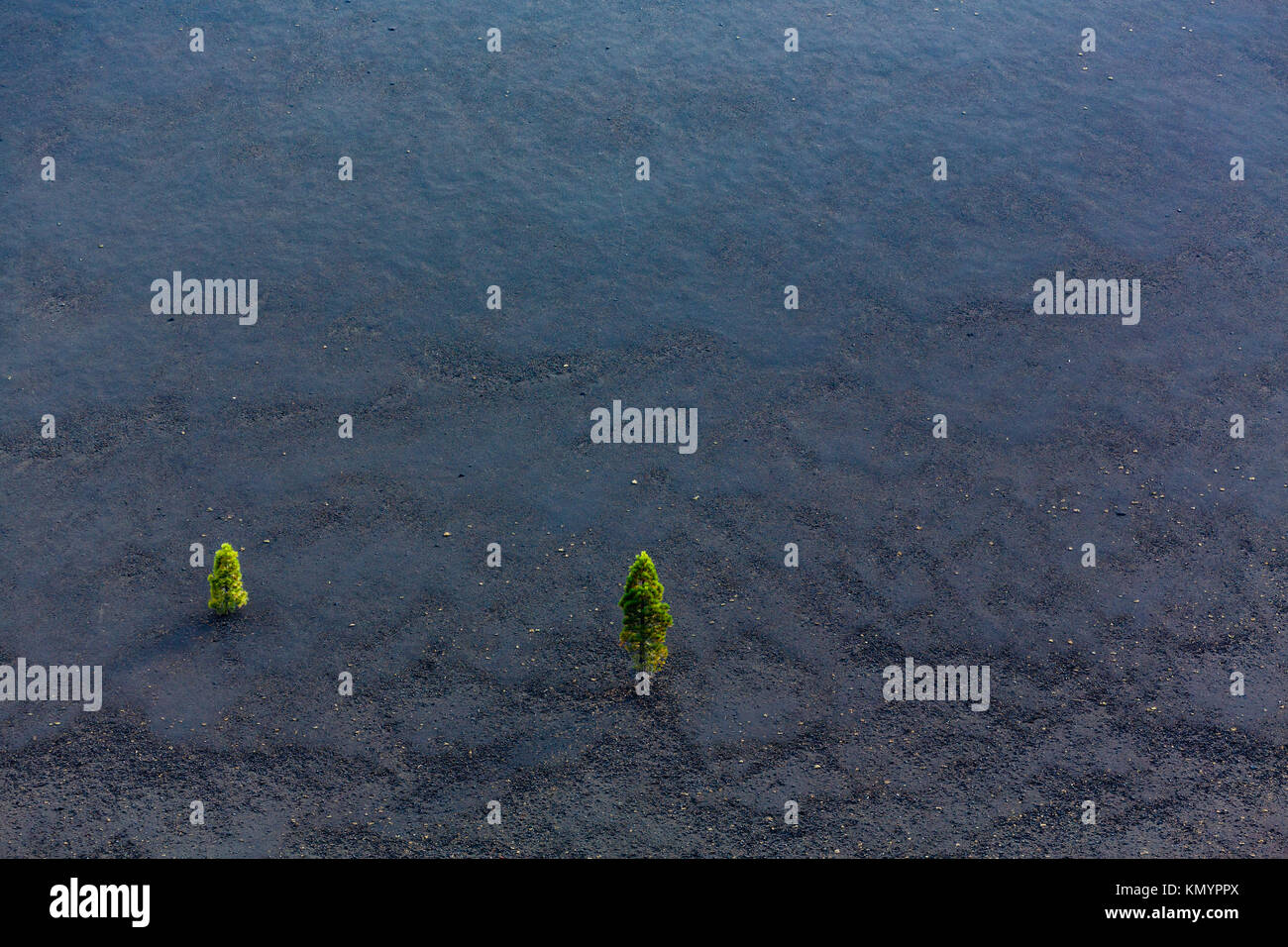 Vista aérea de dos pinos crecen en cono de ceniza dejada por el volcán Foto de stock