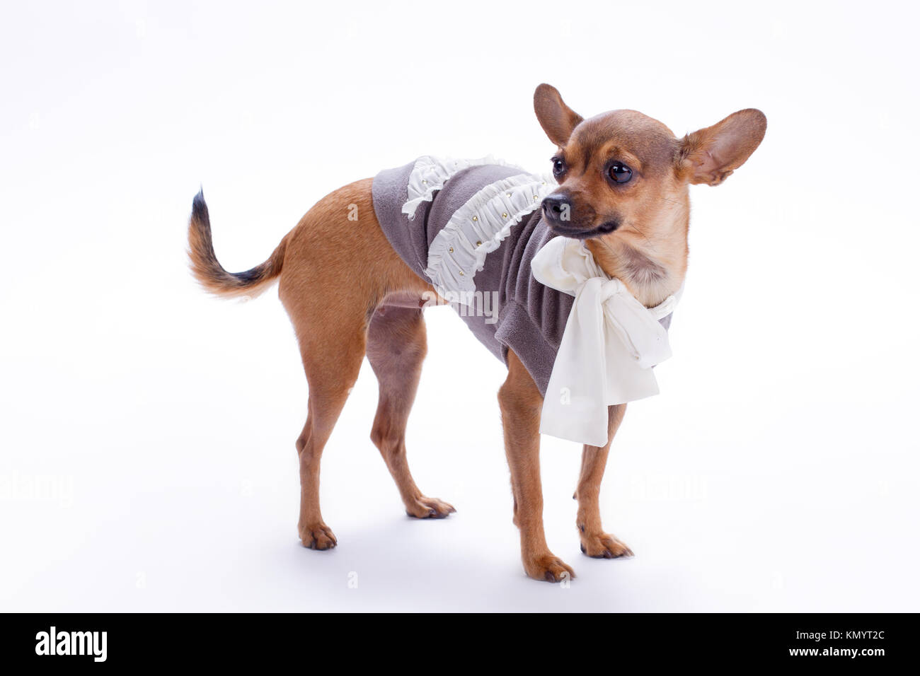 Chihuahua en ropa fotografías e imágenes de alta resolución - Alamy