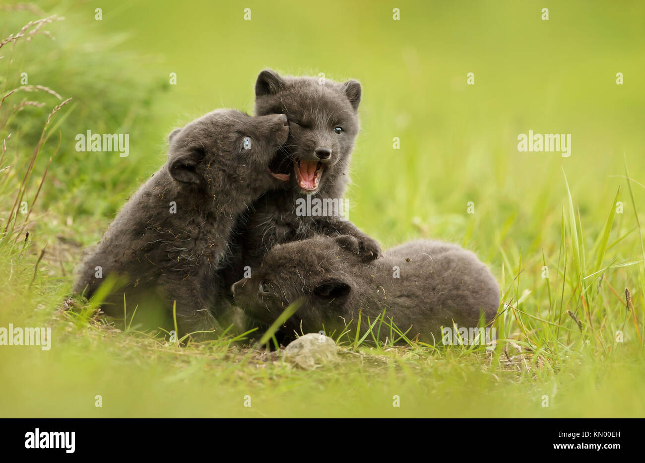 Tres cute Brown (blue Morph) zorro ártico cubs jugar luchando unos con otros en la pradera durante el verano en Islandia Foto de stock