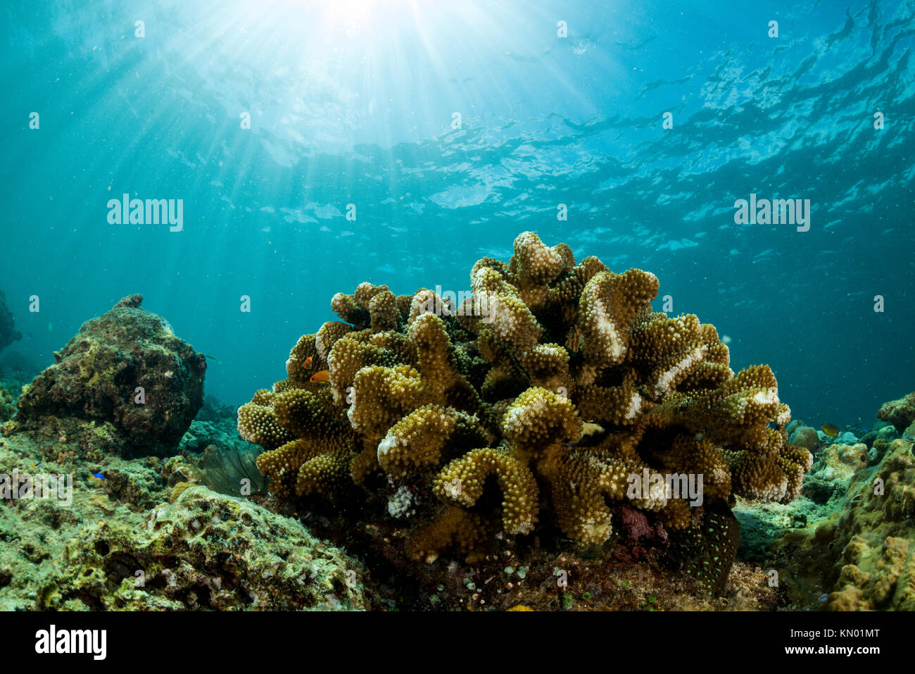 Fan de mar sobre la ladera de un arrecife de coral con un buzo en profundidad Foto de stock