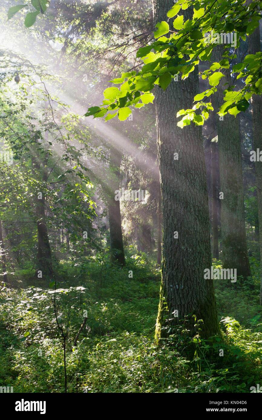 Sunbeam introducción ricos stand de caducifolios, provincia de Podlasie el bosque de Bialowieza, Polonia Foto de stock