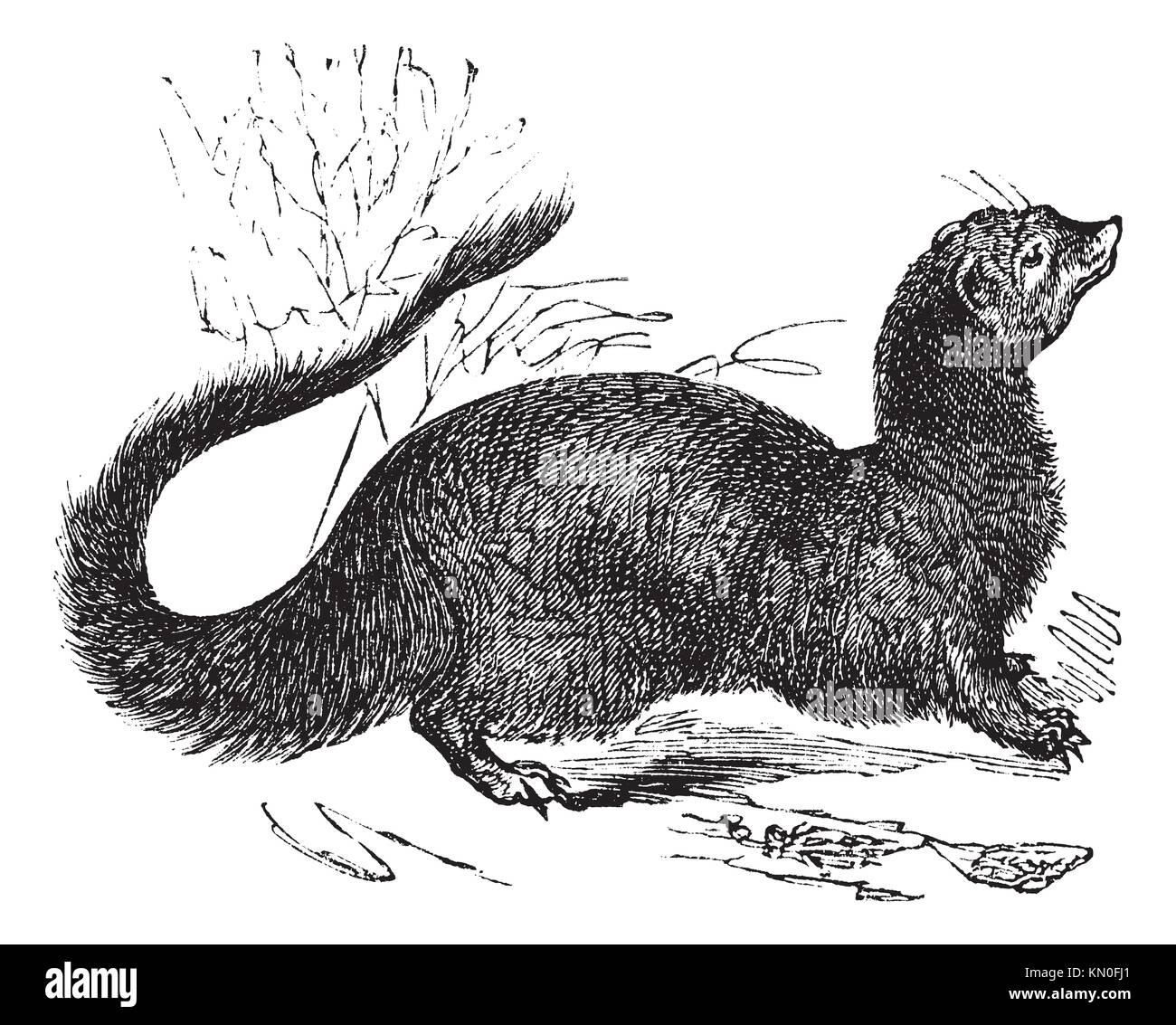 O Meloncillo Herpestes mangosta egipcia o la mangosta egipcia, vintage