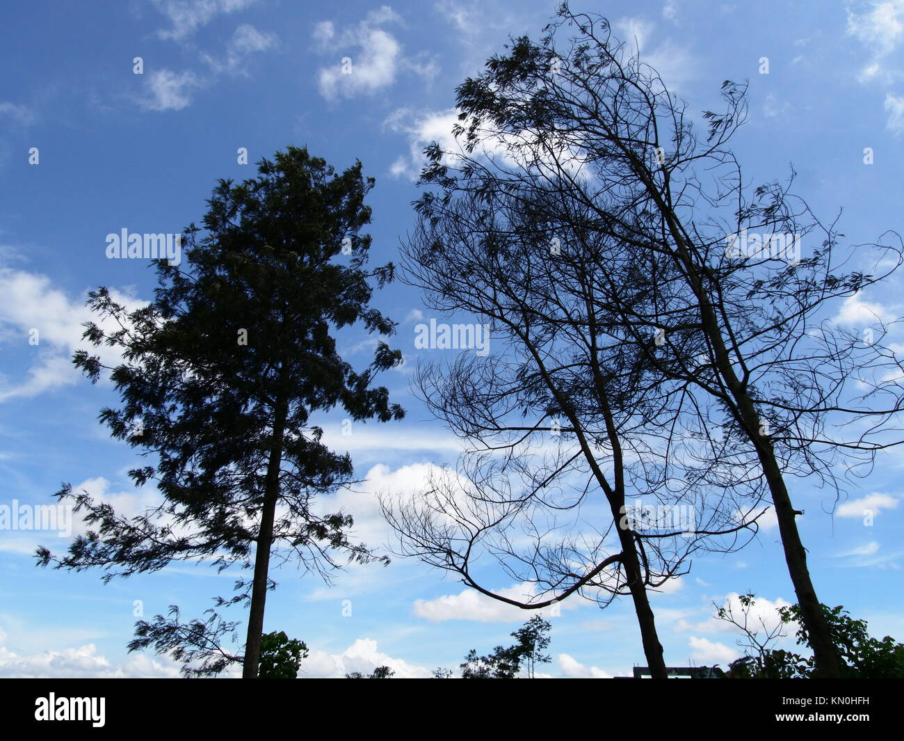 Los árboles empiezan a caer en el otoño y algunos árboles permanecen  grueso, con un fondo de nubes blancas y azules más dominados Fotografía de  stock - Alamy