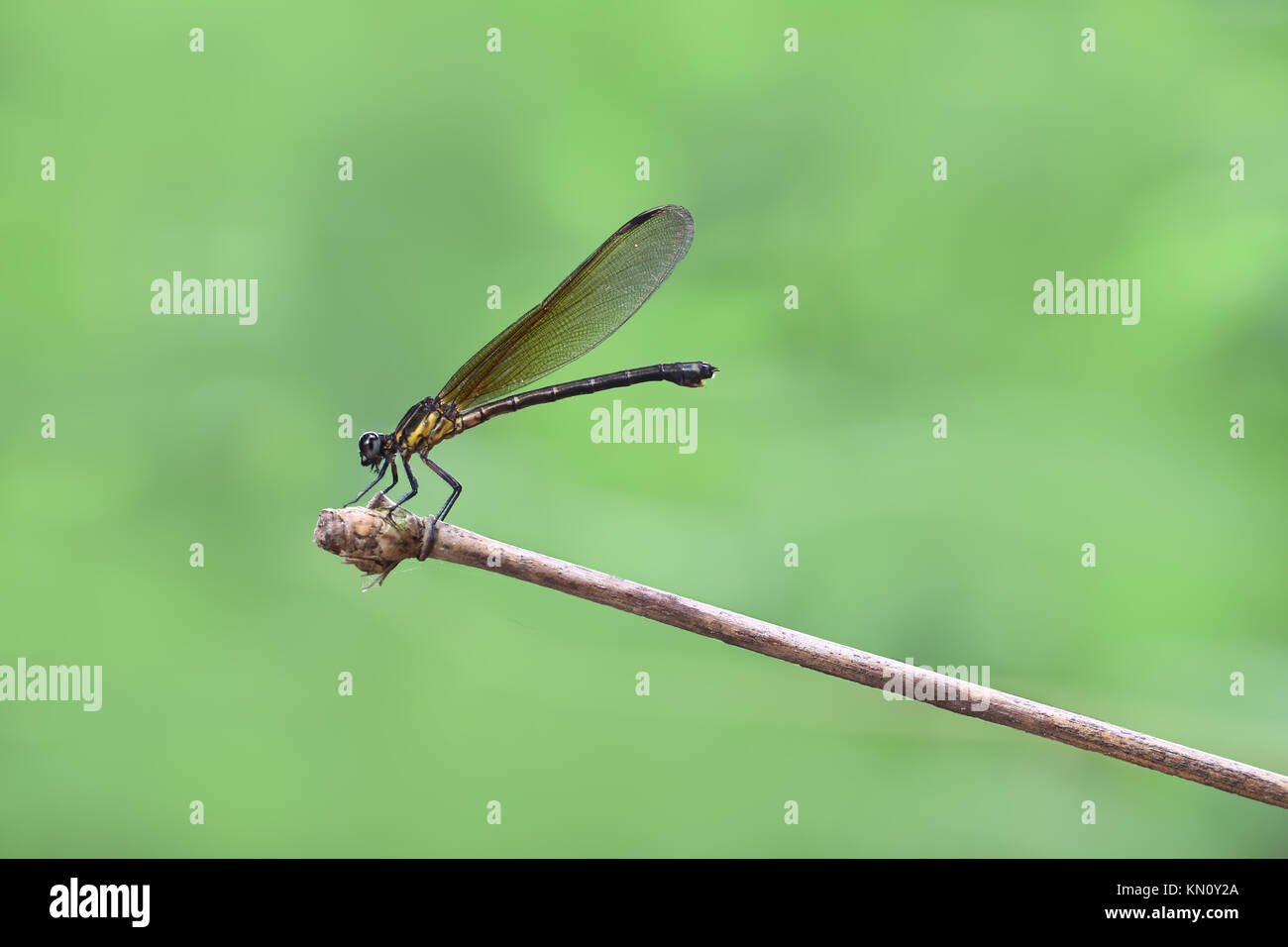 Damselfy amarillo/Dragon Fly/Zygoptera sentado en el borde del tallo de bambú Foto de stock