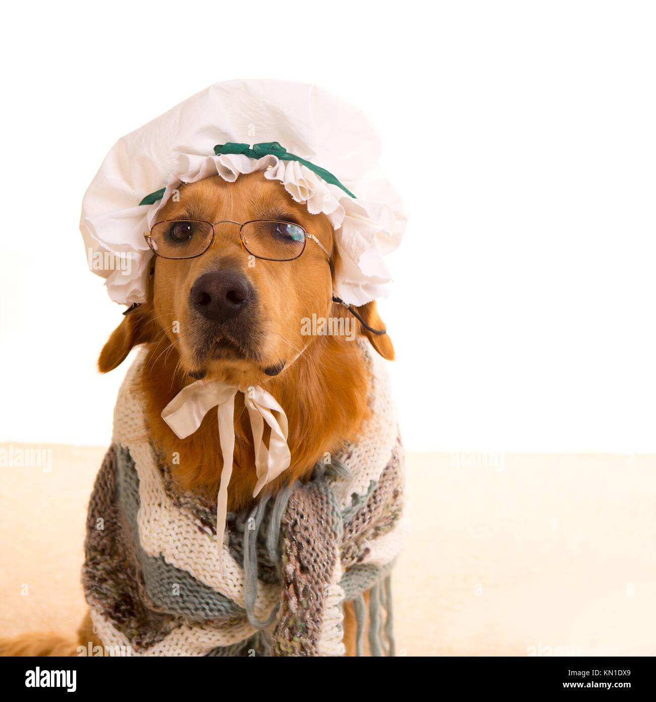 Perro lobo vestido como la abuela golden retriever como bebé Caperucita  Roja cuento Fotografía de stock - Alamy