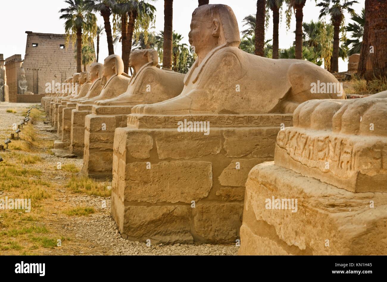 La avenida de esfinges formando parte del templo de Luxor en Egipto. Foto de stock