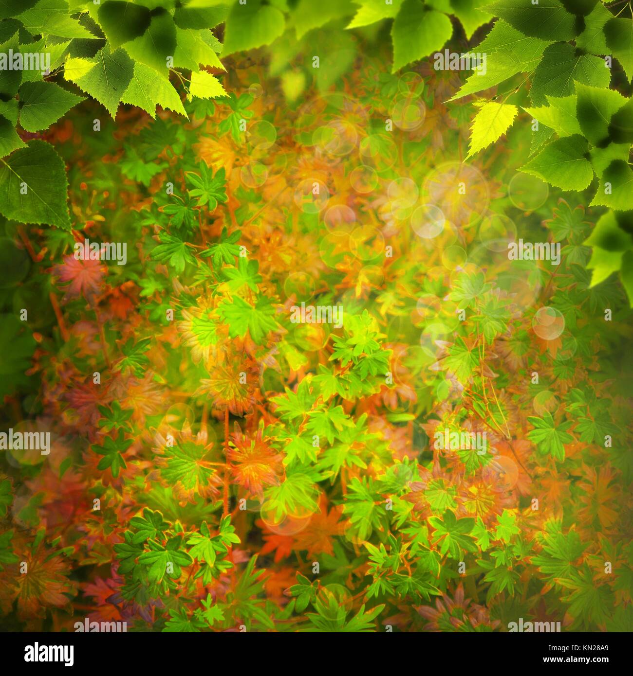 La belleza natural de la naturaleza abstracta de los fondos para su diseño  Fotografía de stock - Alamy