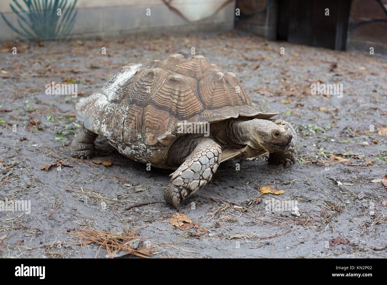 Un Africano Spur muslo tortuga, en el centro de descubrimiento de reptiles, en Deland, Florida, EE.UU.. Foto de stock