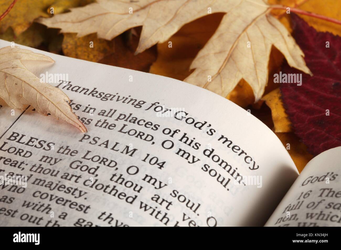 Bible leaf fotografías e imágenes de alta resolución Alamy