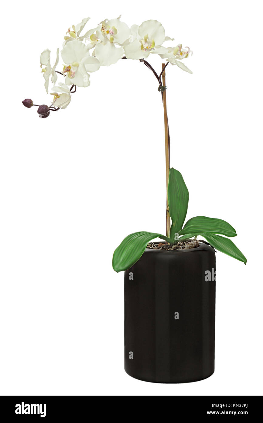 Orquídea en maceta negra aislado sobre fondo blanco. Closeup Fotografía de  stock - Alamy