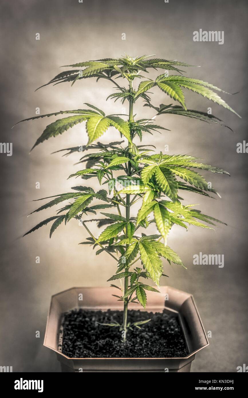 Cannabis planta hembra en maceta, Indica híbridas dominantes en el comienzo de la floración. Foto de stock