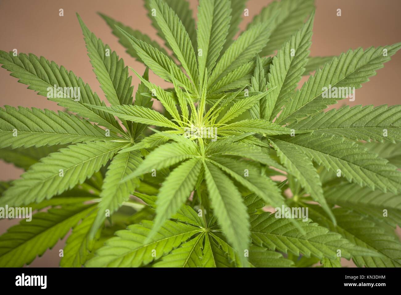 La parte superior de la planta femenina de Cannabis índica, híbridas dominantes en el comienzo de la floración. Foto de stock