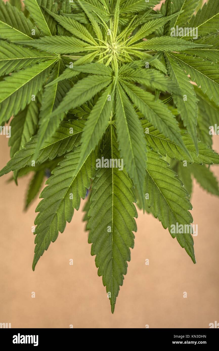 La parte superior de la planta femenina de Cannabis índica, híbridas dominantes en el comienzo de la floración. Foto de stock