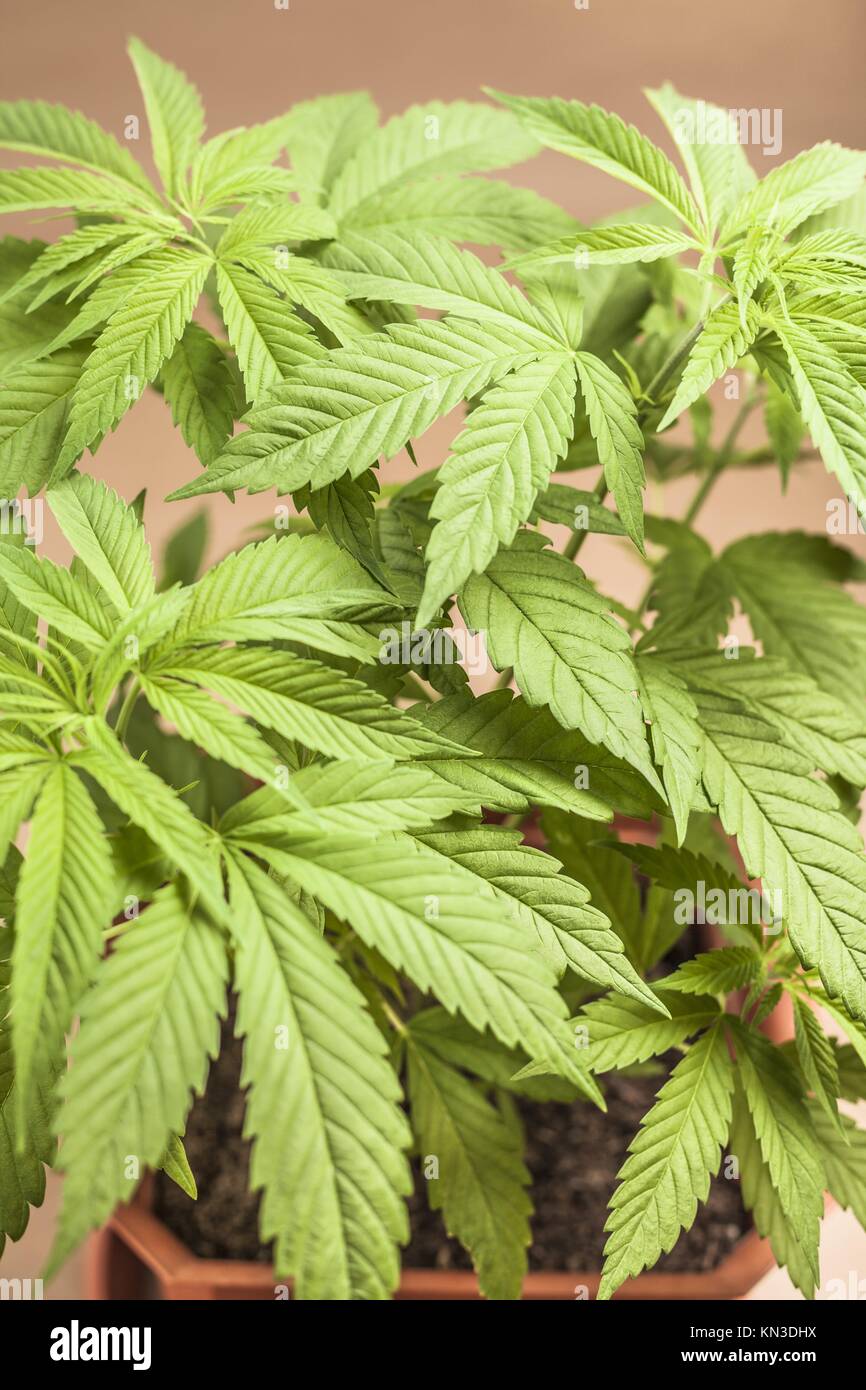 Cannabis planta hembra en maceta, Indica híbridas dominantes en estado vegetativo. Foto de stock