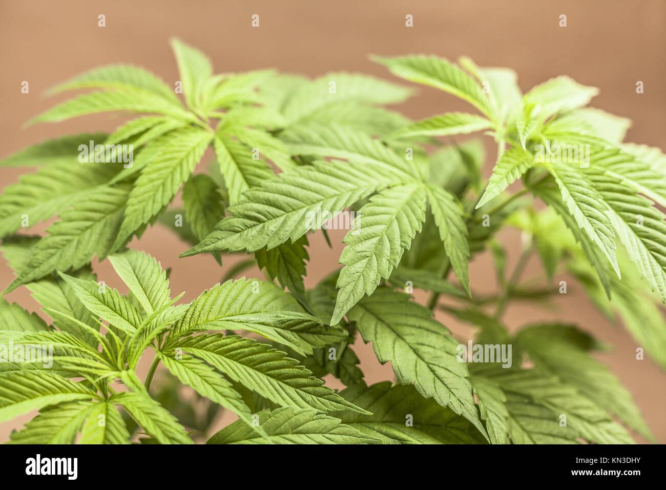 Detalle de la planta femenina de Cannabis índica, híbridas dominantes en estado vegetativo. Foto de stock