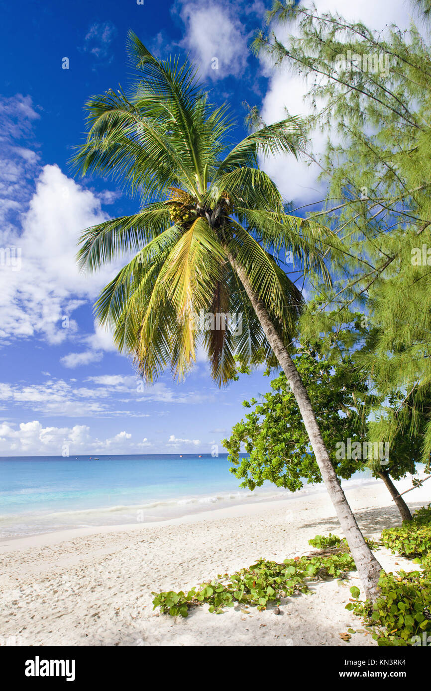 Enterprise Beach, Barbados, Caribe Fotografía de stock Alamy