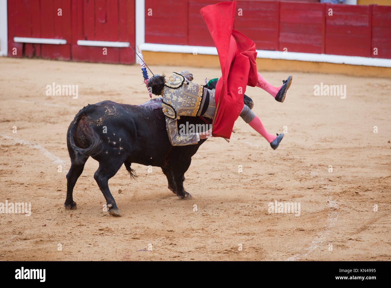 El torero ha rotado por la poderosa cabeza de toro. Foto de stock