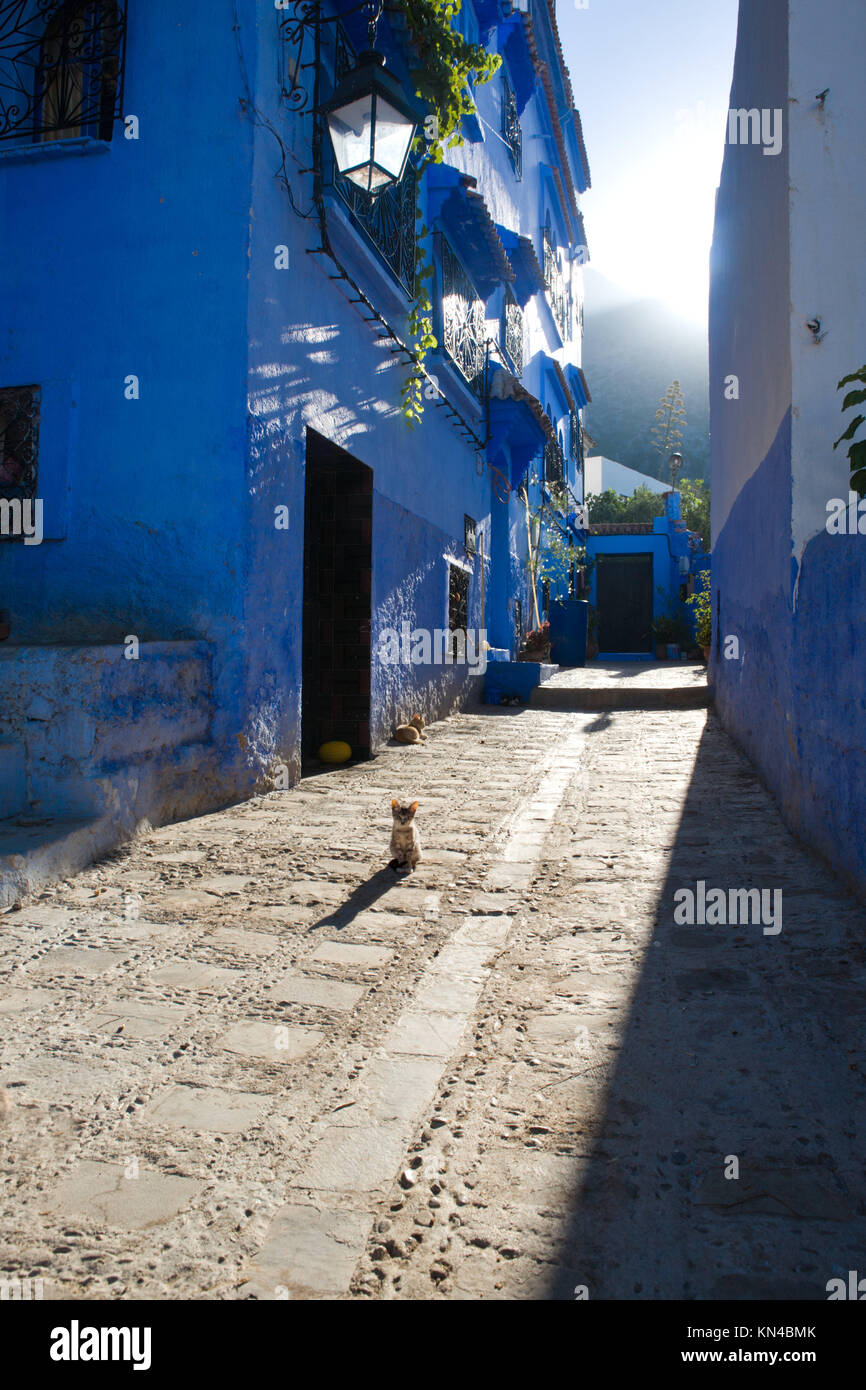 Mascotas en la calle Medina de la ciudad azul de Chefchaouen, Marruecos. Foto de stock