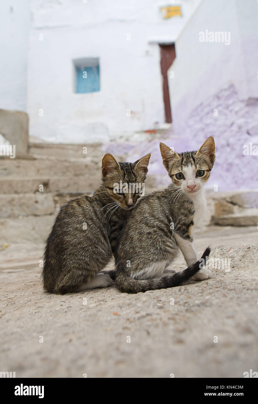 Los gatos que viven en libertad en las calles de Tetuán, Marruecos  Fotografía de stock - Alamy