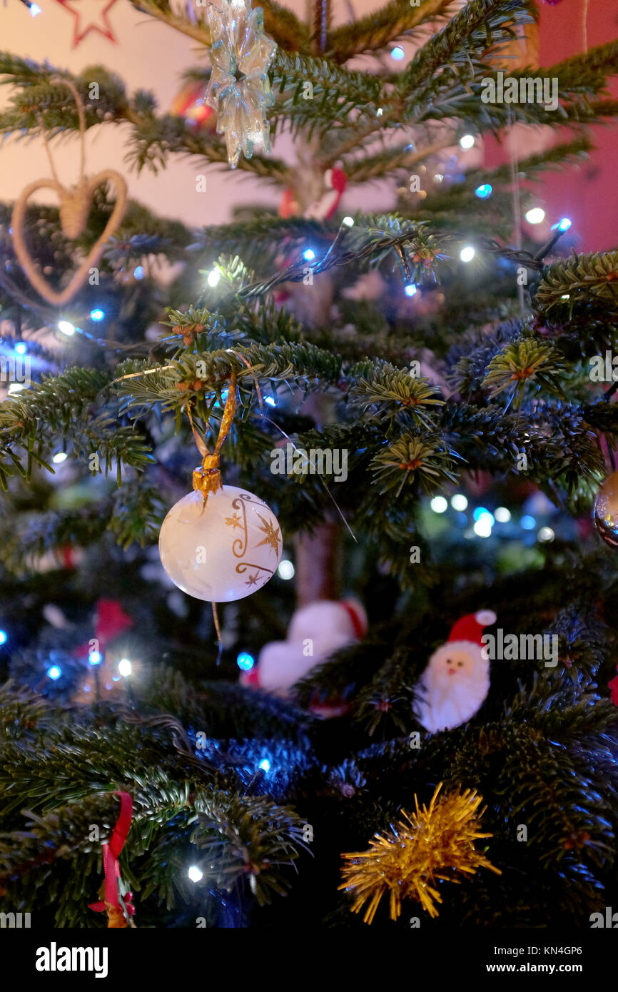 Árbol de Navidad real decorado para la temporada festiva Foto de stock