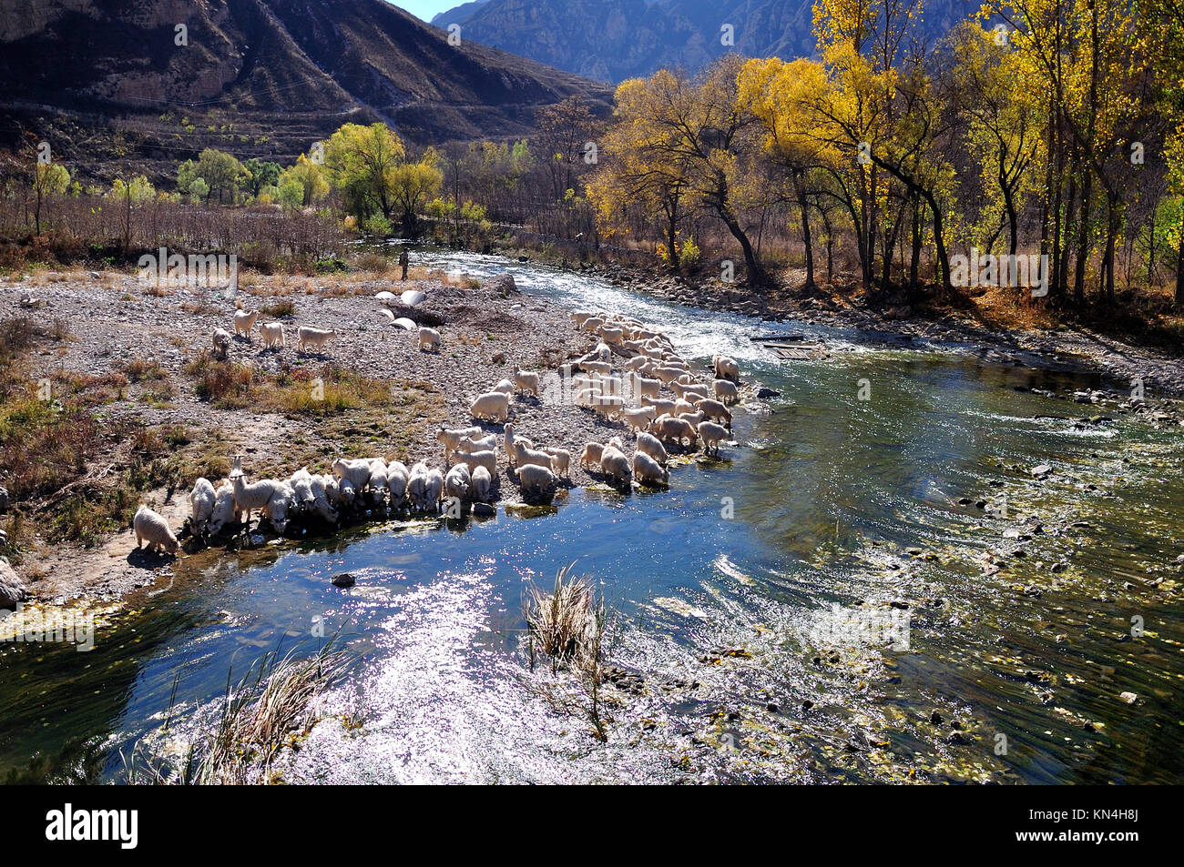 Río de montaña en otoño Foto de stock