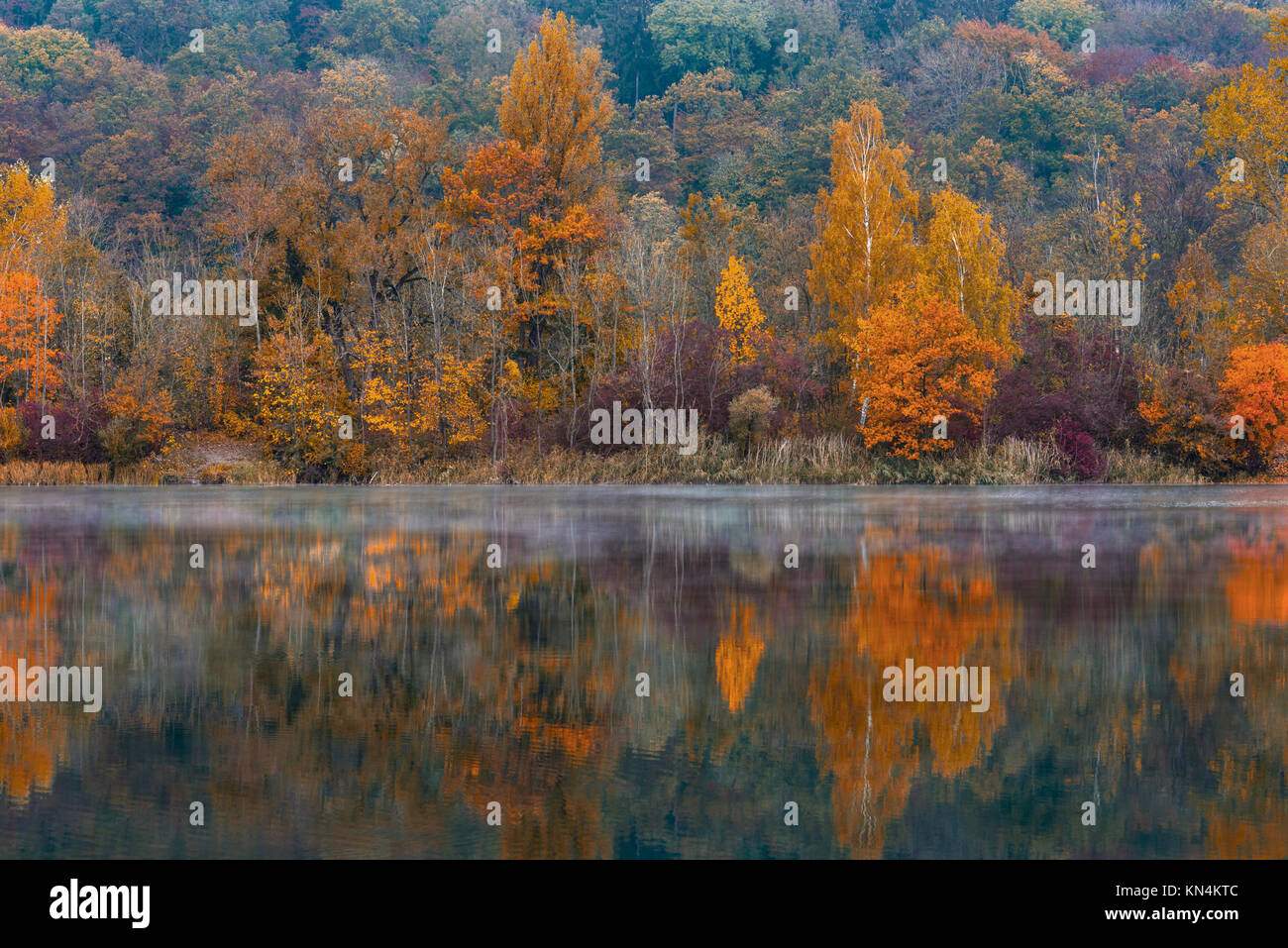 Coloridos árboles en otoño Pfuhler Ver, cerca de Neu-Ulm, Baviera, Alemania Foto de stock