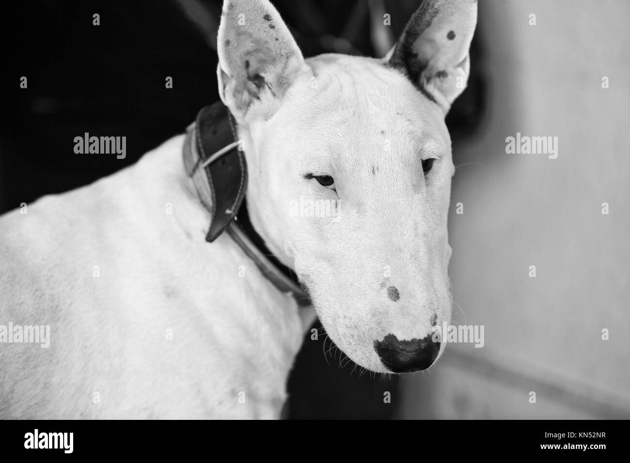 Bull Terrier raza de perro doméstico. Se centran en el perro. Blanco y negro. Foto de stock