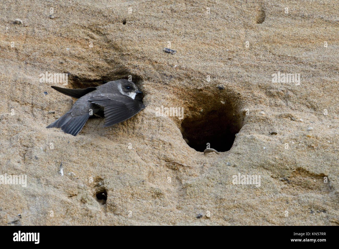Martin / Banco de arena tragar ( Riparia riparia) sentado en la entrada de su nido el agujero, sacudiendo con sus alas mientras excavando, vida silvestre, Europa. Foto de stock