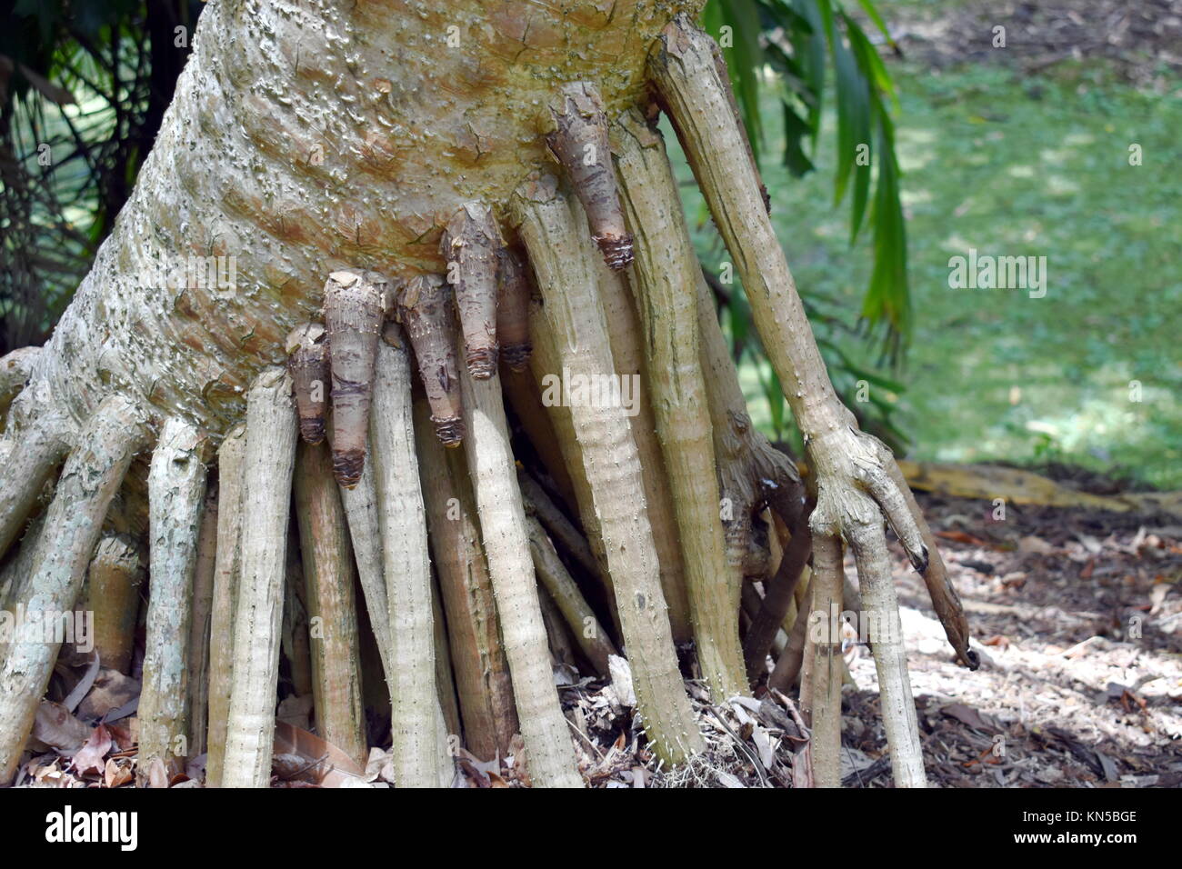 Las raíces del árbol de palma. Foto de stock