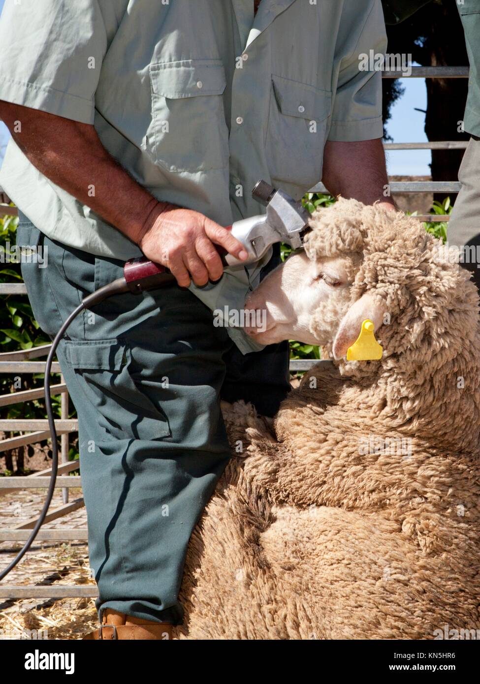 Agricultor madura esquila de ovejas para la lana en el exterior con Clipper. Foto de stock