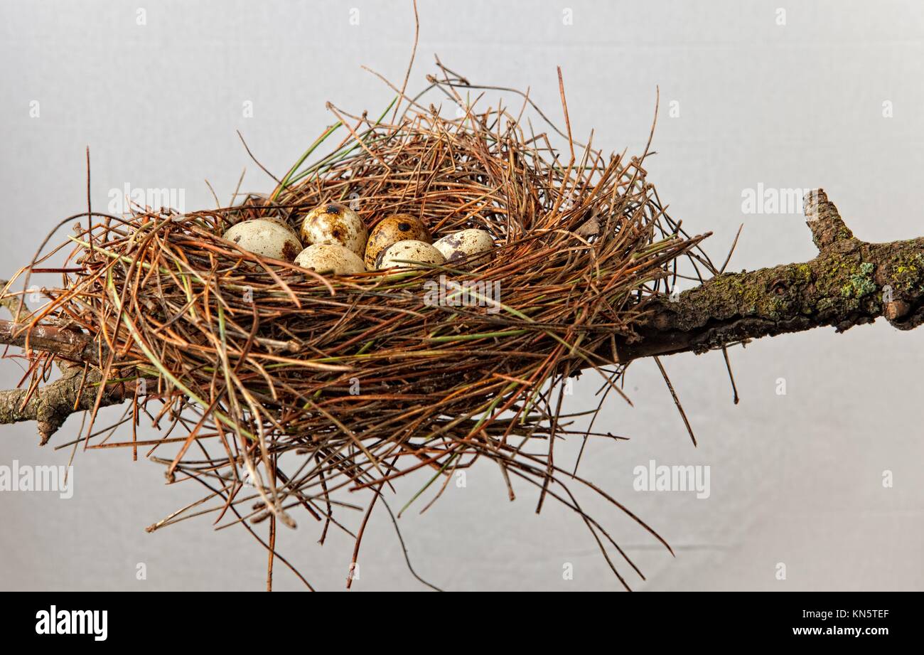 Nido de Pájaro hechas de agujas de pino con huevos de codorniz. Aislado sobre fondo blanco y coloca encima de rama de árbol. Foto de stock