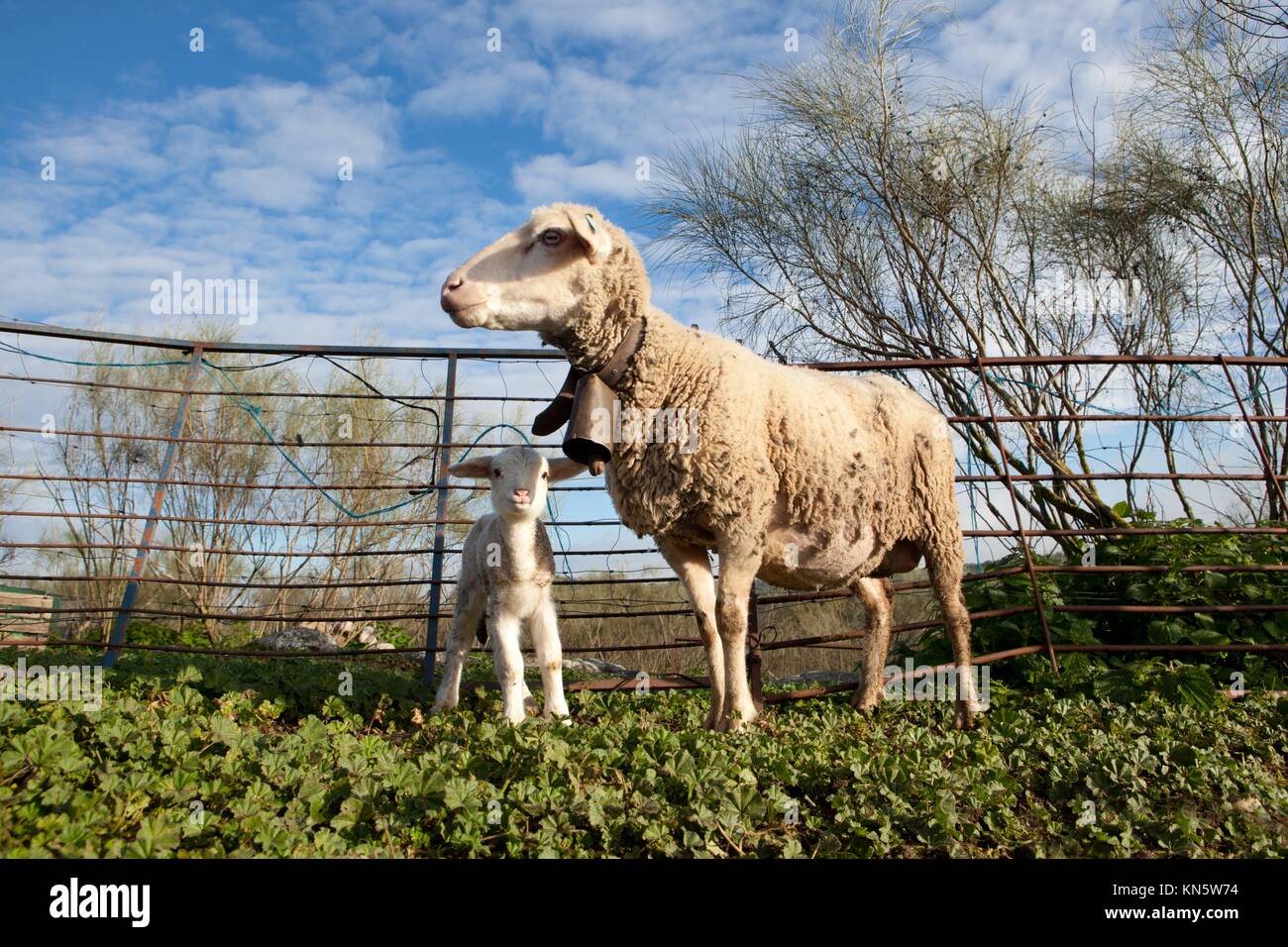 Cordero lechal y su maternal ovejas madre, Extremadura, España. Foto de stock