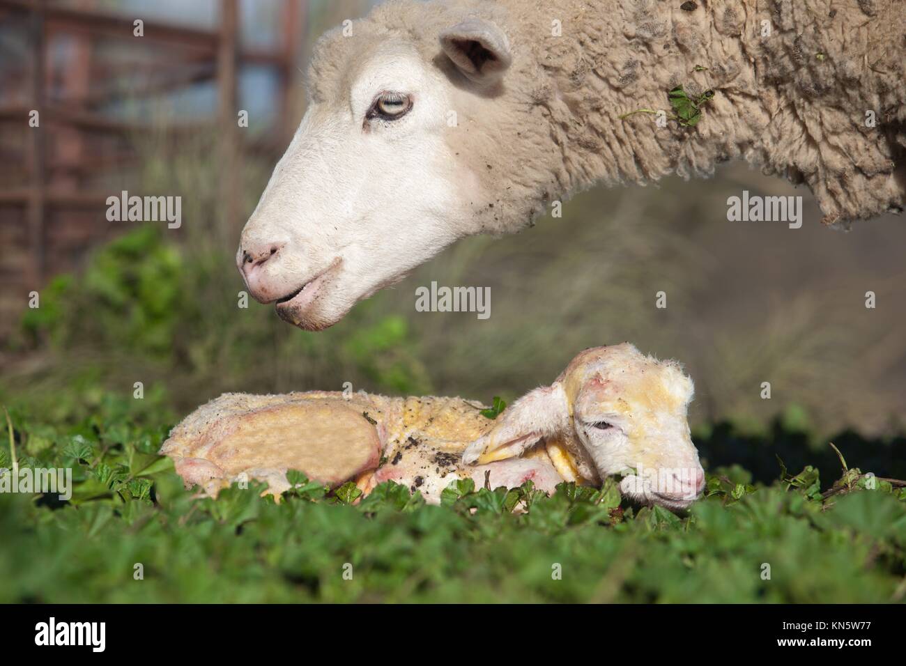 Cordero lechal y su maternal ovejas madre justo después del nacimiento, Extremadura, España. Foto de stock