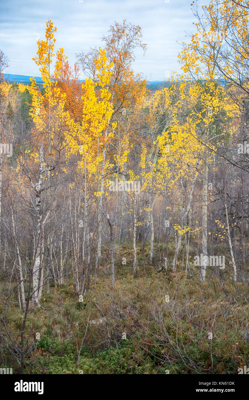 Aspen amarillo árboles en otoño septentrional bosque. Taiga, Península Escandinava Foto de stock