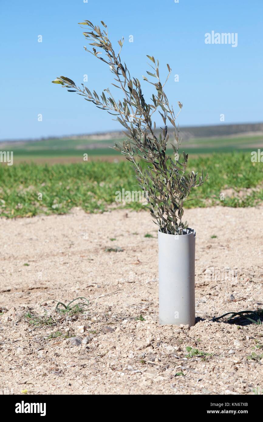 Imagen de un poco de jóvenes olivo planta protegida por tubo de PVC. Foto de stock
