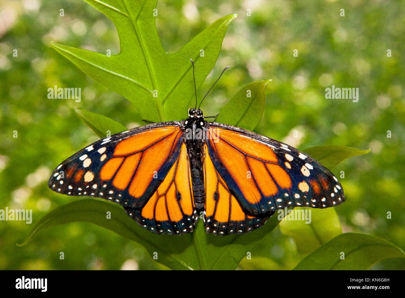 Hermosa mariposa monarca Danaus plexippus o a través de la vegetación verde. Foto de stock