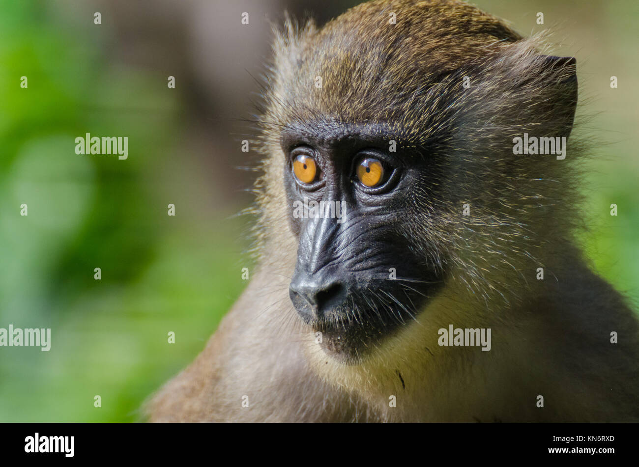 Closeup retrato de taladro joven mono en el bosque lluvioso de Nigeria Foto de stock