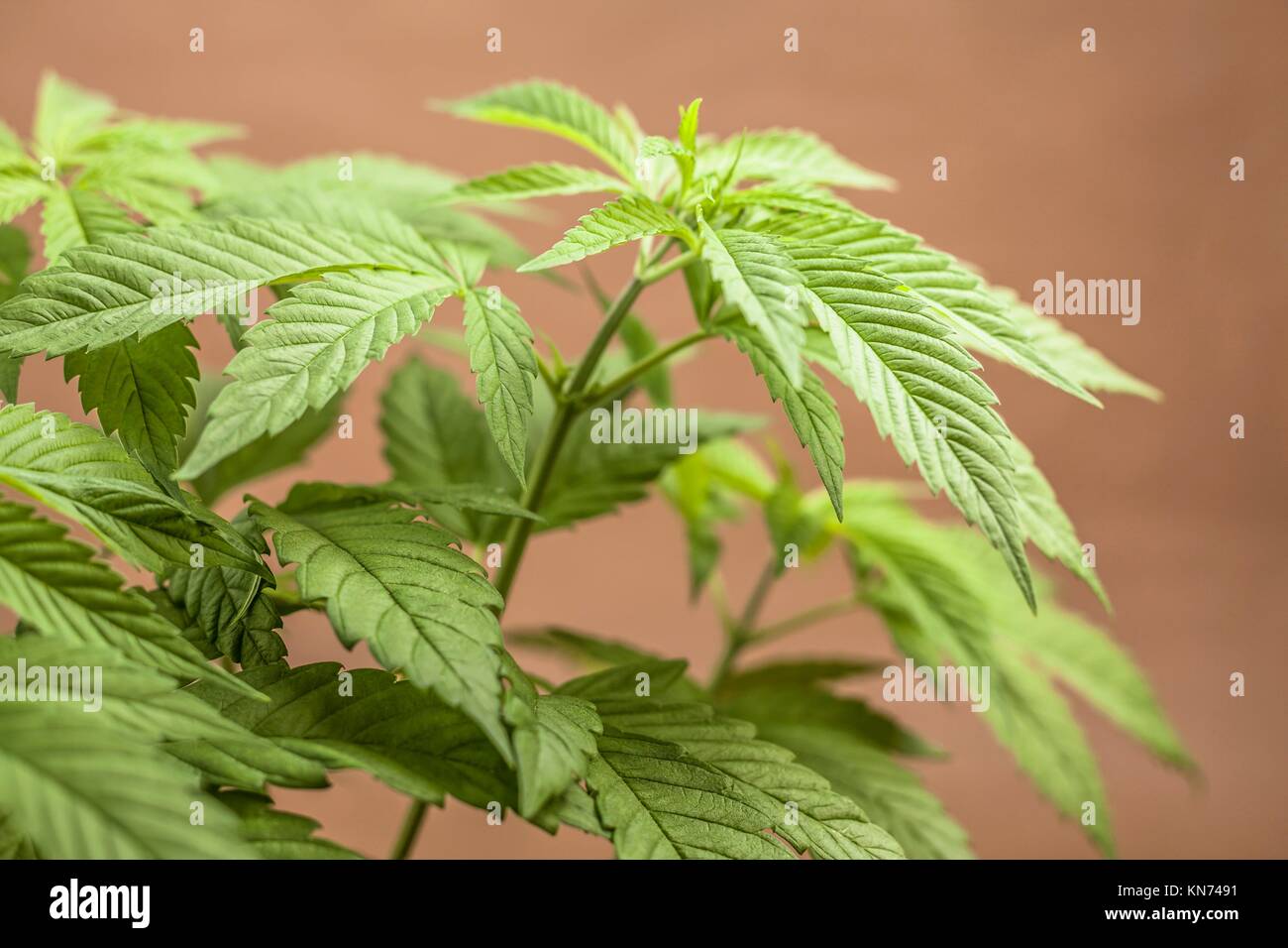 Detalle de la planta femenina de Cannabis índica, híbridas dominantes en estado vegetativo. Foto de stock