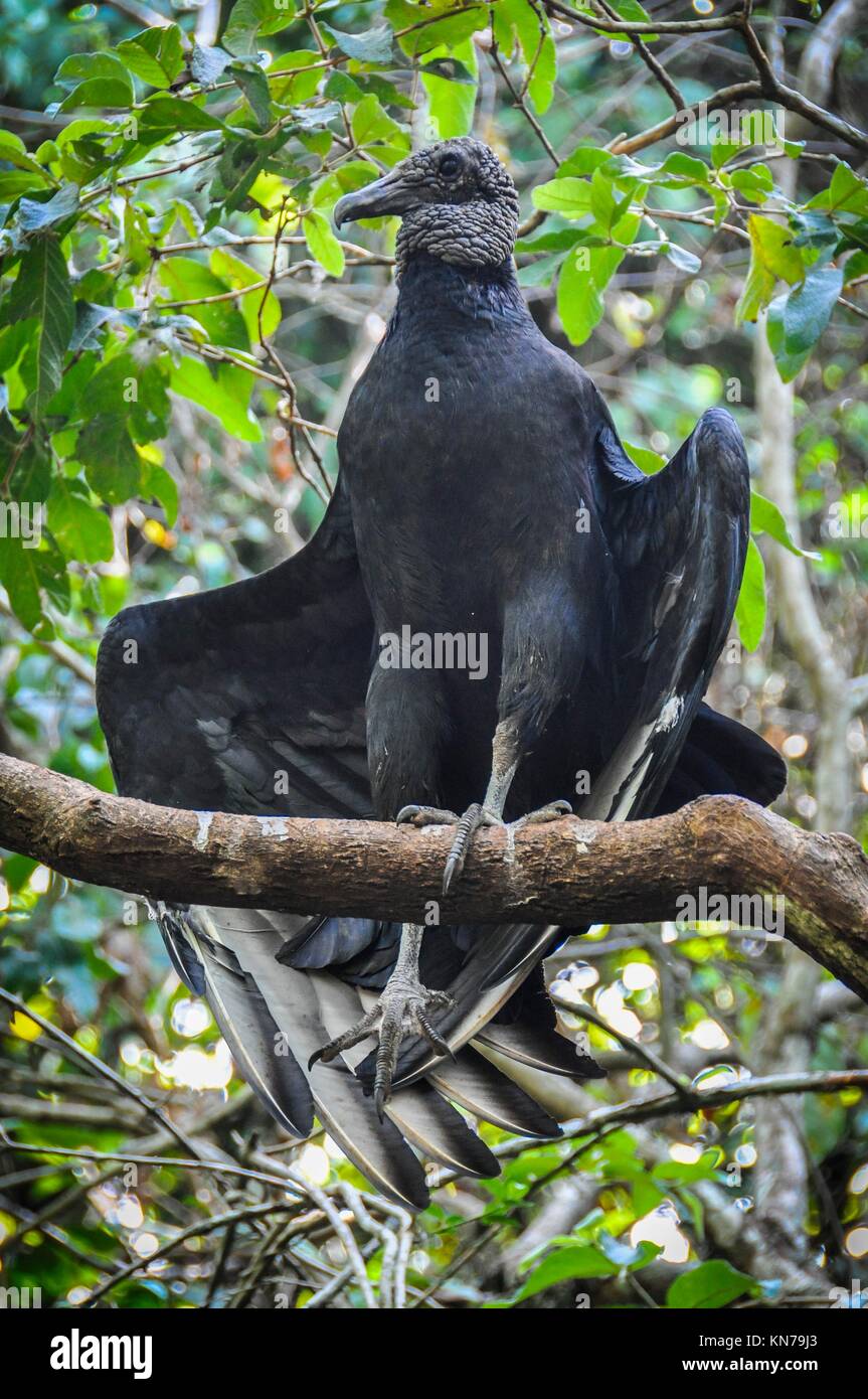 toxicidad congelado clímax Pájaro Negro en las Cataratas de Iguazú, una de las nuevas Siete Maravillas  de la Naturaleza, de la Argentina Fotografía de stock - Alamy