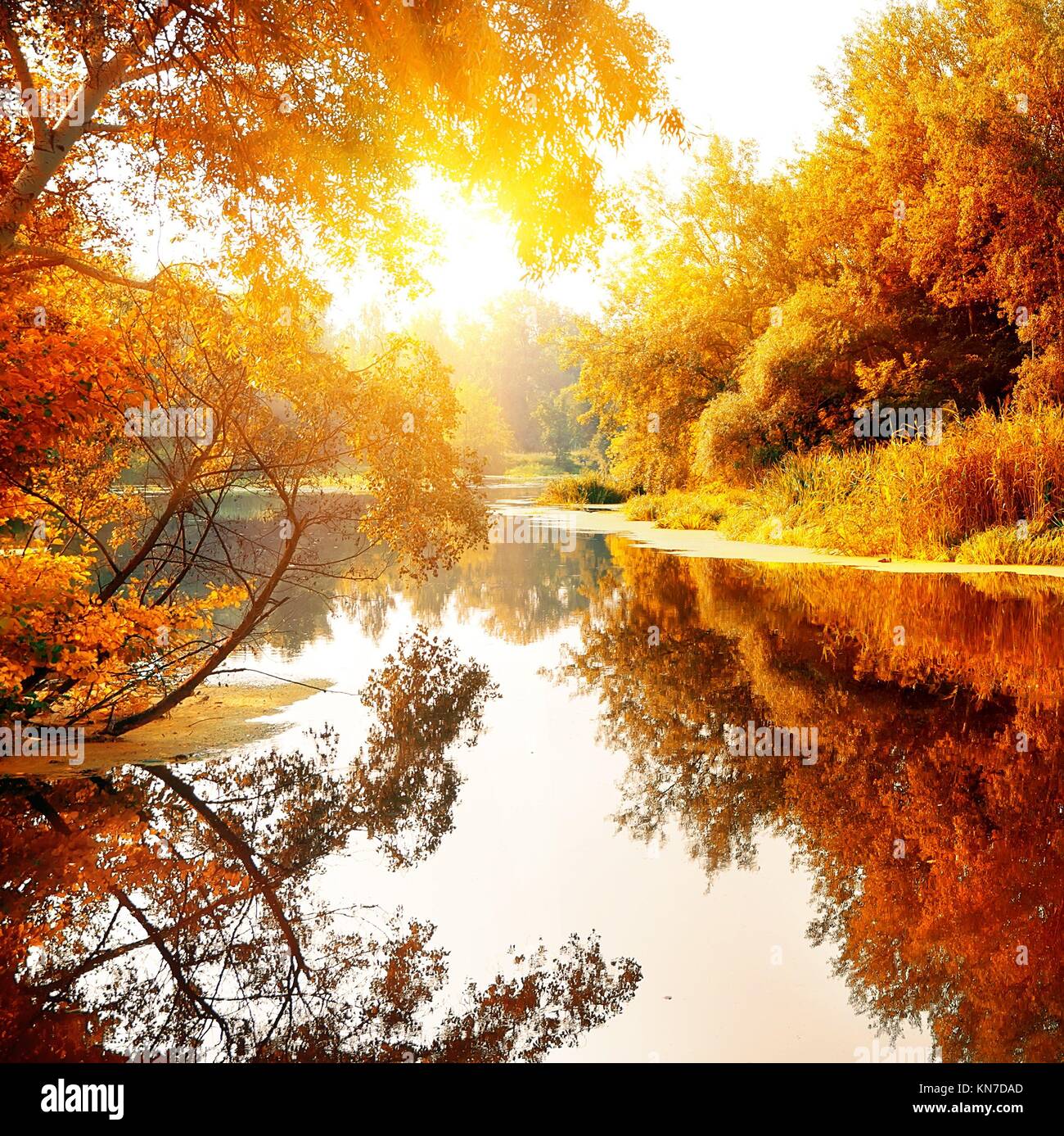 River en un precioso bosque de otoño en día soleado. Foto de stock