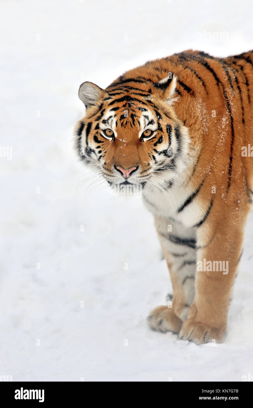 Hermoso tigre siberiano silvestres sobre la nieve Foto de stock