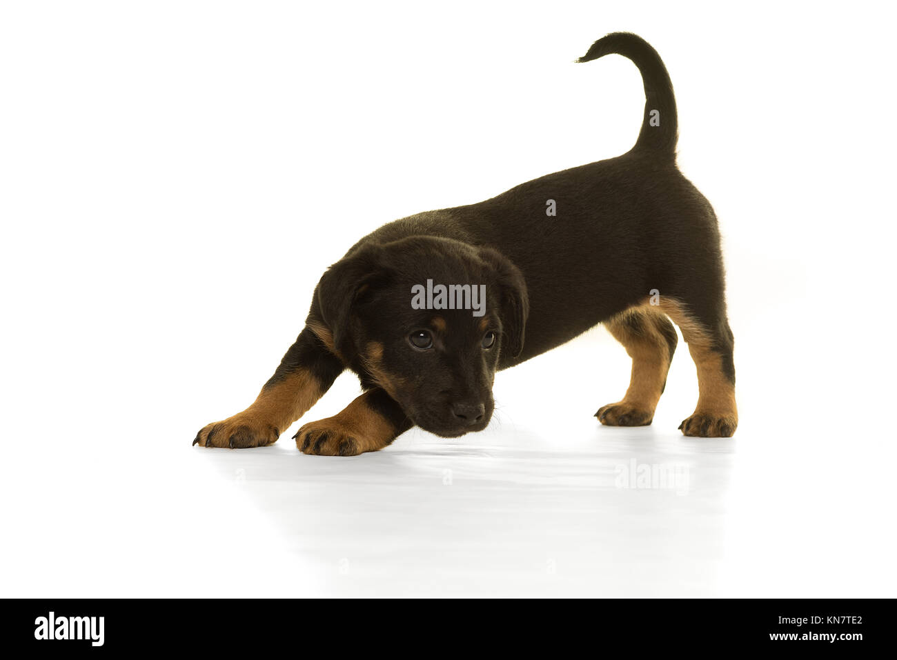 Negro Y Marron Jack Russel Cachorro S Se Encuentran Aisladas En Vista Lateral Blanca Fotografia De Stock Alamy