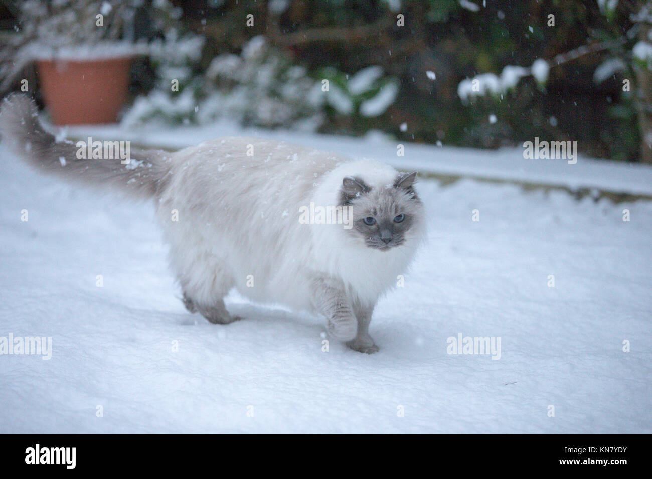 Rag Doll gato juega en la nieve en Cambridge Fotografía de stock - Alamy