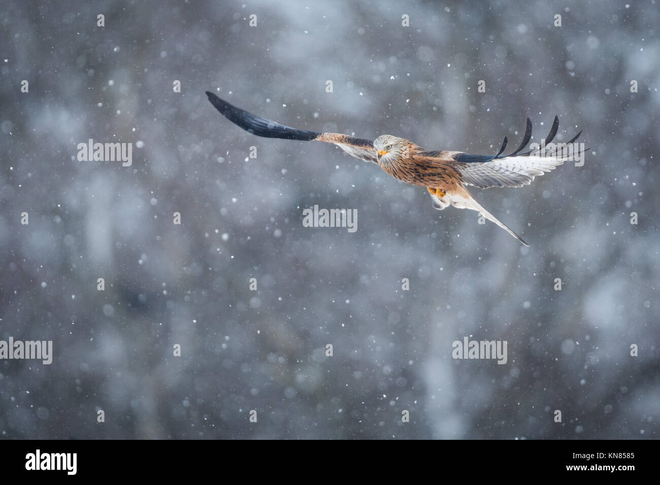Milano real (Milvus milvus) volando por las intensas nevadas. Rhayader, Gales, Reino Unido - Diciembre Foto de stock