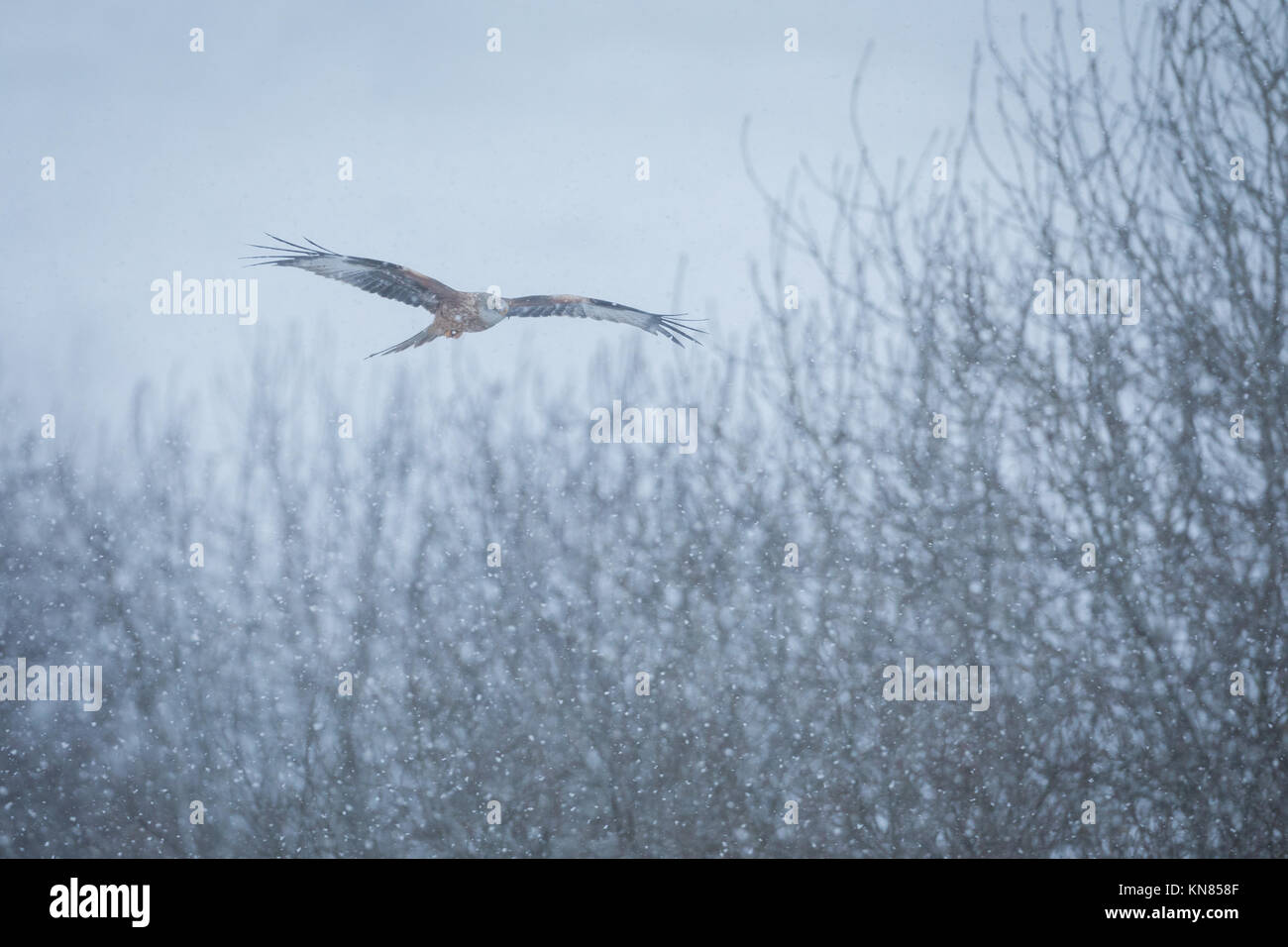 Milano real (Milvus milvus) volando a través de las nevadas. Rhayader, Gales, Reino Unido - Diciembre Foto de stock