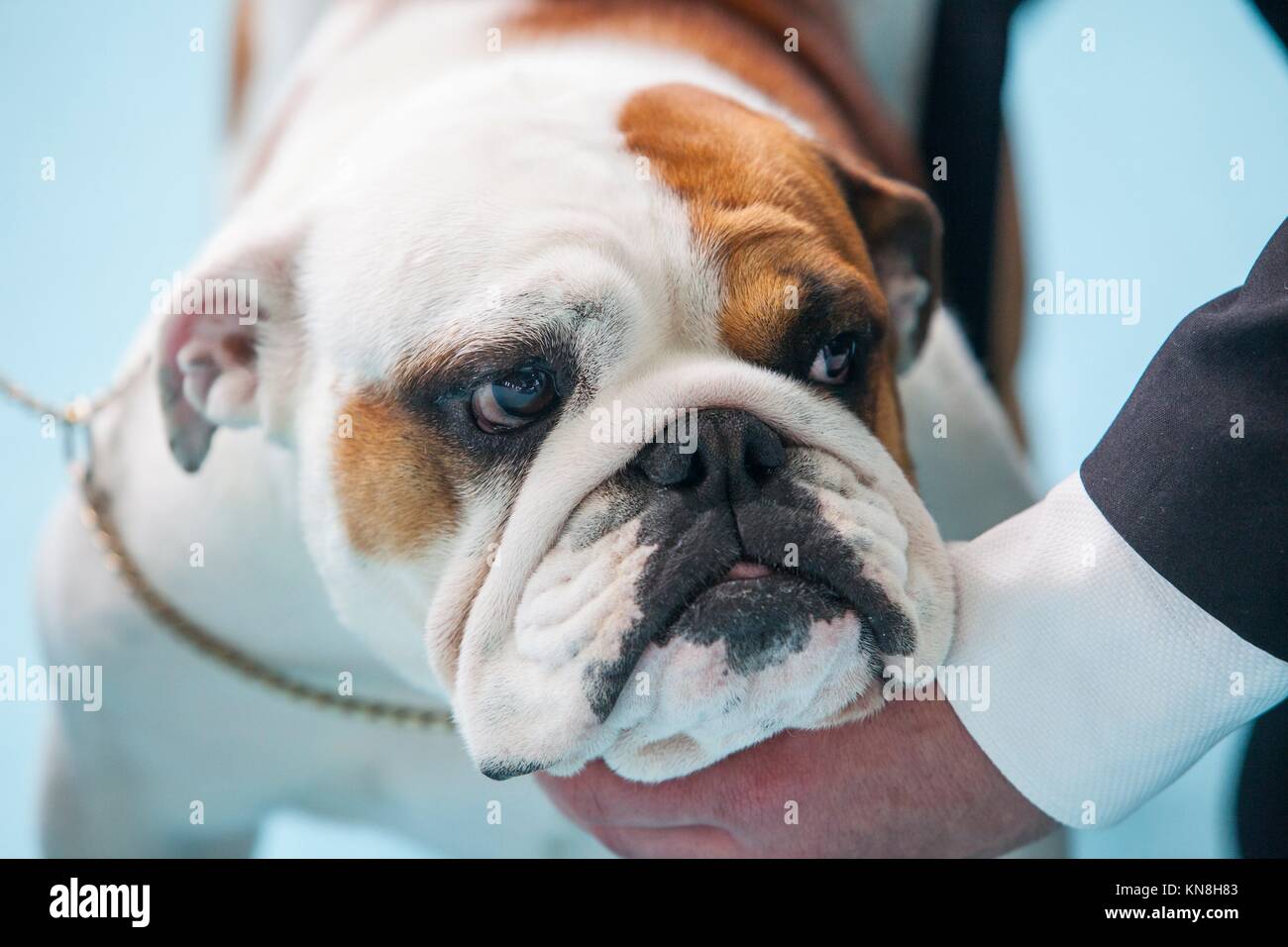 Bulldog Británico bajo el cuidado de su dueño antes de que la exposición de concurso. Foto de stock