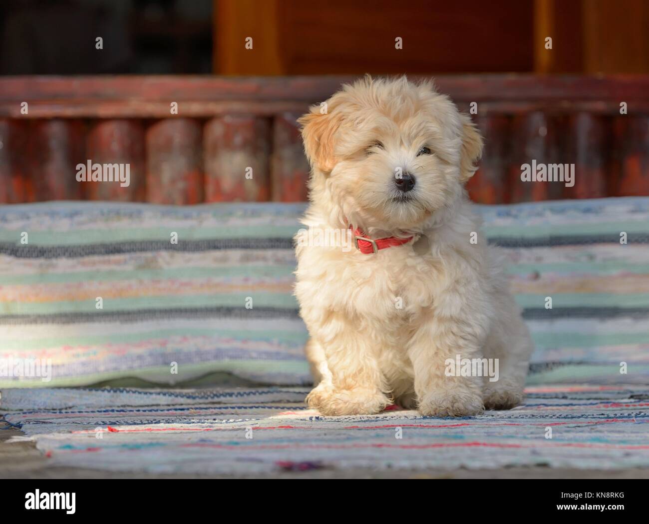 Cachorro pastor rumano en la parte frontal de la casa. Foto de stock