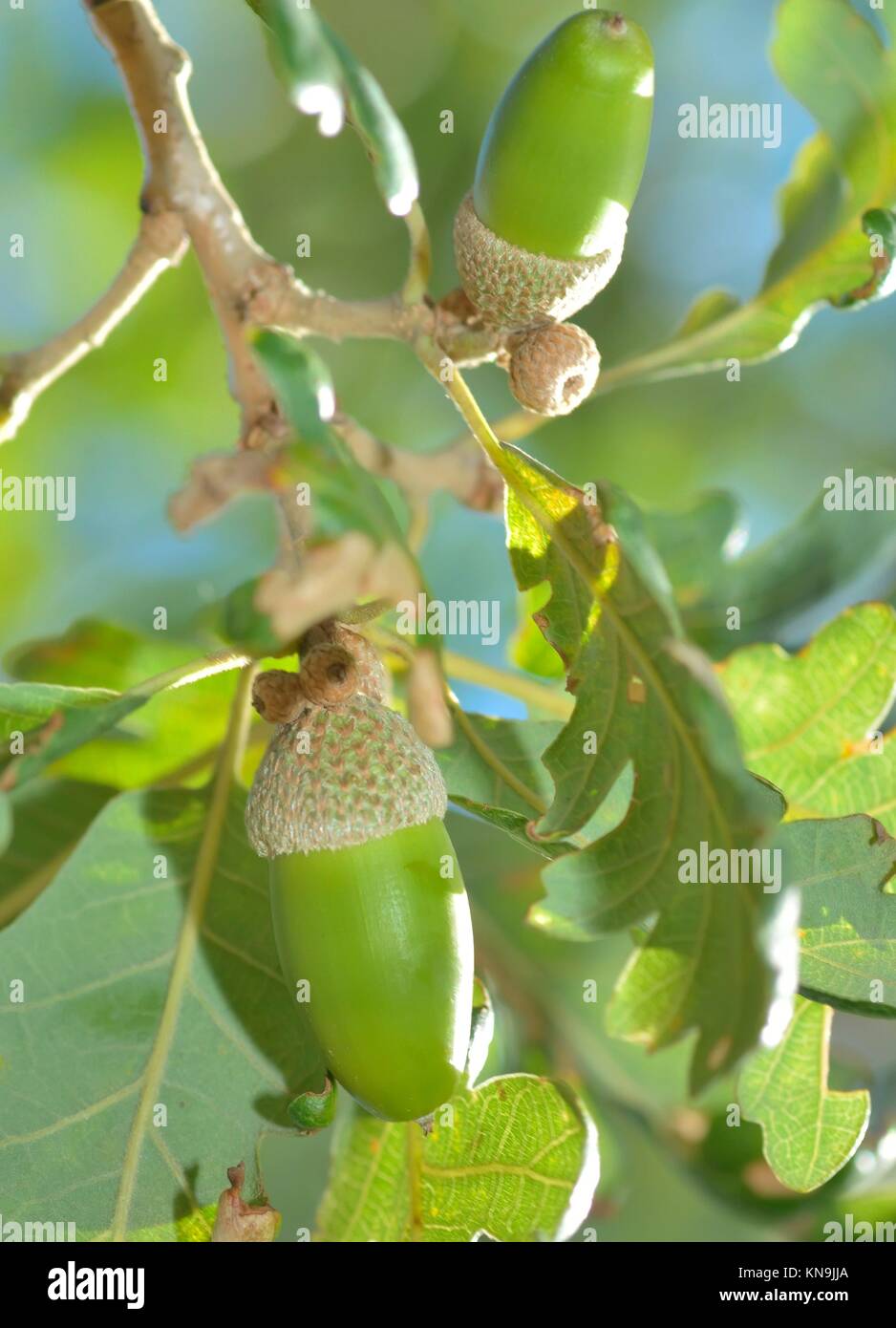 Rama de encina con bellotas verdes. Foto de stock
